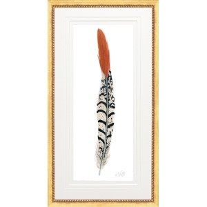 KS- PHEASANT FEATHER 1